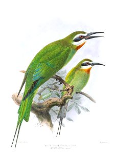 Merops superciliosus