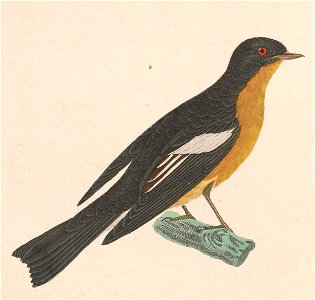 English:  « Muscicapa mugimaki » = Ficedula mugimaki (Mugimaki Flycatcher) - maleFrançais :  « Muscicapa mugimaki » = Ficedula mugimaki (Gobemouche mugimak