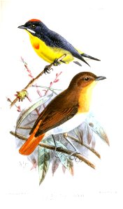 Prionochilus johannae = Prionochilus plateni [1]
Siphia erithacus = Ficedula mugimaki[2]