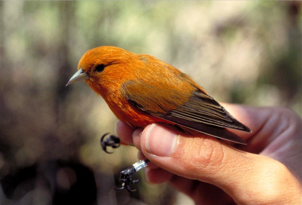 A male 'Akepa (Loxops coccineus), Kulani Forest, Hawaii, USA. 1992.