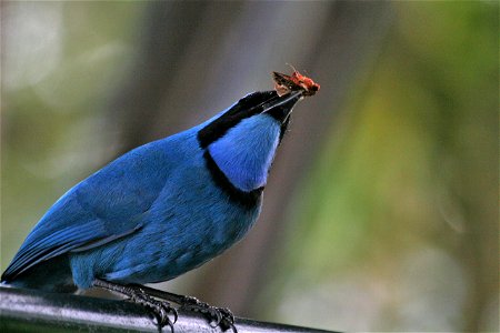 Turquoise jay (Cyanolyca turcosa) photographed by Tad Boniecki in Ecuador, Bellavista cloudforest, February 2007.
Article Turquoise Jay