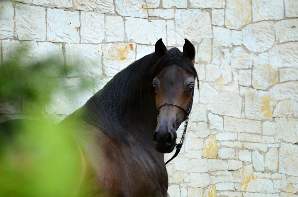 Portrait beautiful horse ethereal portrait