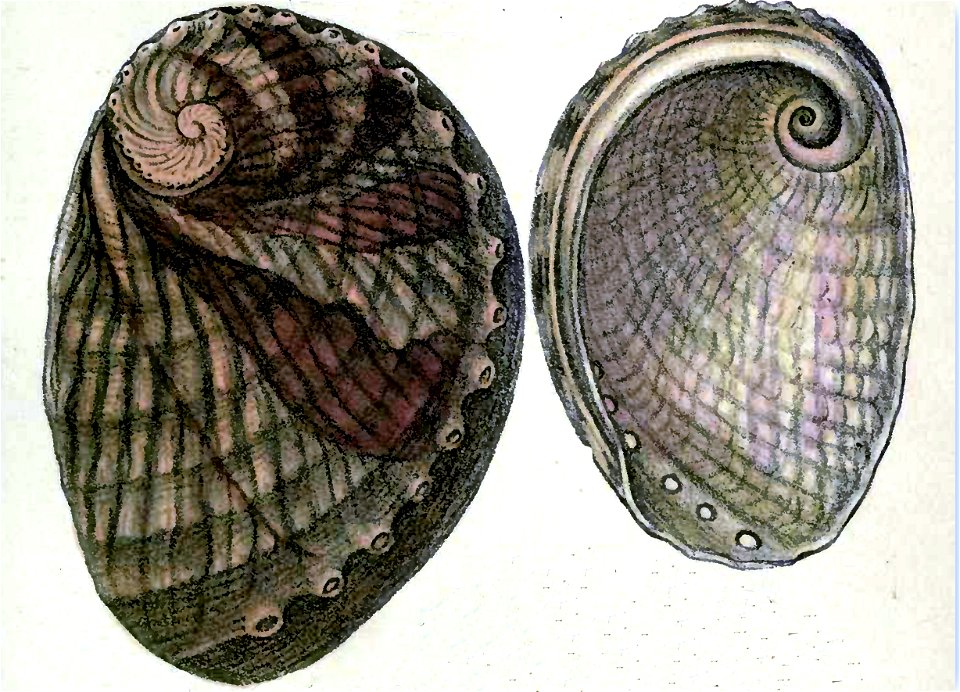 Haliotis australis Gmelin, 1791; family Haliotidae; New Zealand
