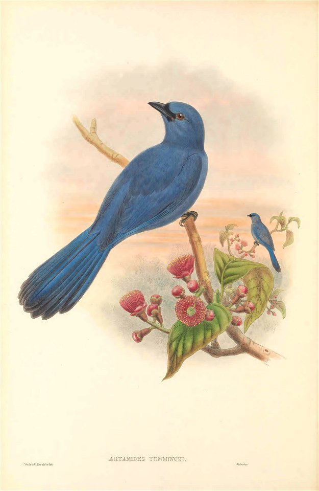 Artamides temmincki = Coracina temminckii - The birds of New Guinea and the adjacent Papuan islands : including many new species recently discovered in Australia. v.2 (Plate 2).