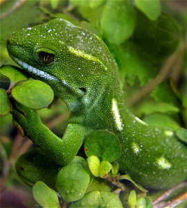 Wellington Green Gecko close-up, Wellington, New Zealand