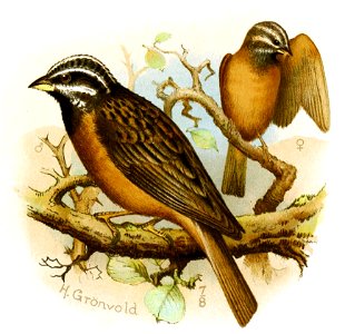 Fringillaria insularis (now Emberiza tahapisi insularis), from The Natural History of Sokotra and Abd-el-Kuri
