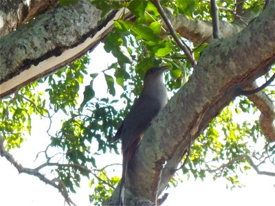 Great Lizard Cuckoo - species is only found on Puerto Rico, Cuba, and 3 Bahamian islands. Photo Credit: Caleb Spiegel/USFWS photo