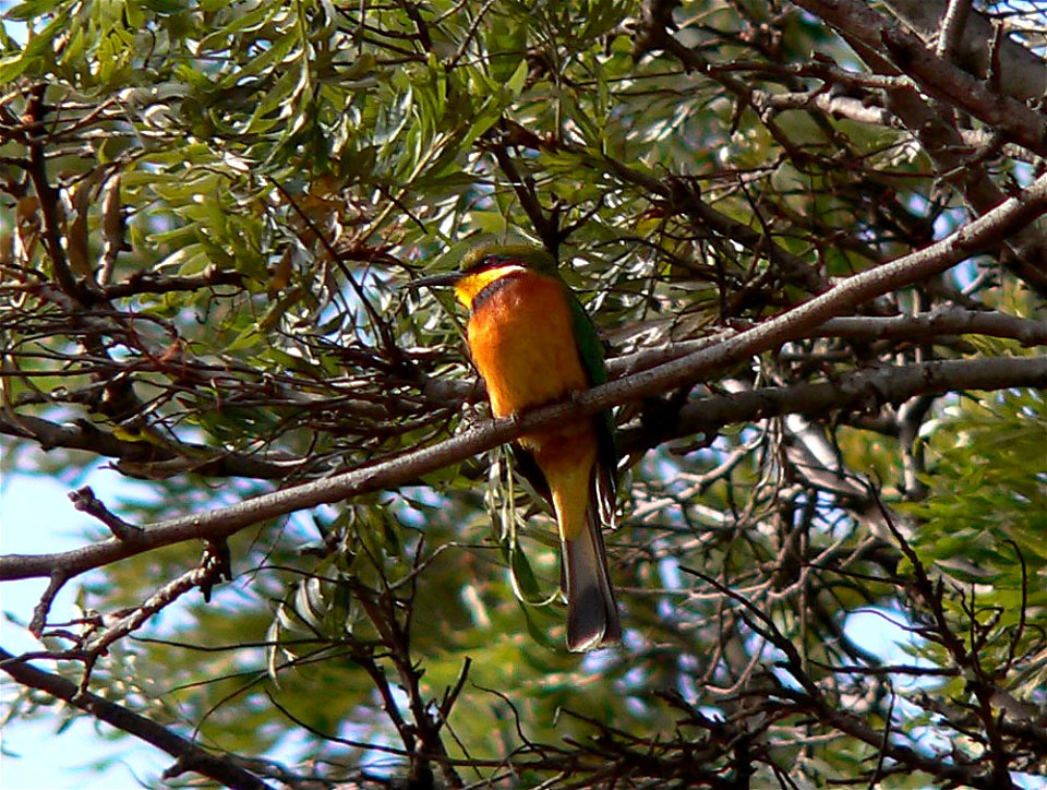 Merops oreobates This photo was taken by Christiaan Kooyman on 6 January 2006 in Nanyuki, Kenya.