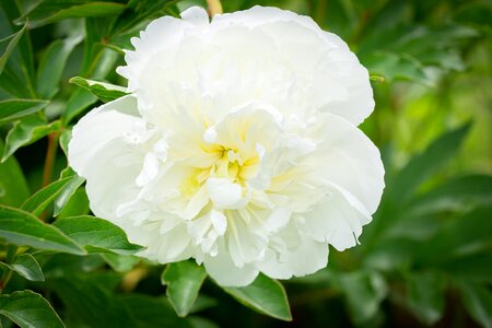 Flower white flower blossom