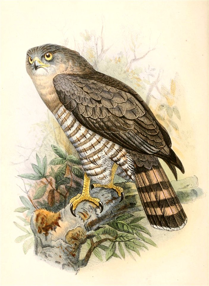 English:  « Circaetus fasciolatus » = Circaetus fasciolatus (Southern Banded Snake Eagle)Français :  « Circaetus fasciolatus » = Circaetus fasciolatus (Cir