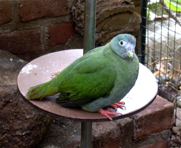 A female black-naped Fruit-dove (Ptilinopus melanospilus)