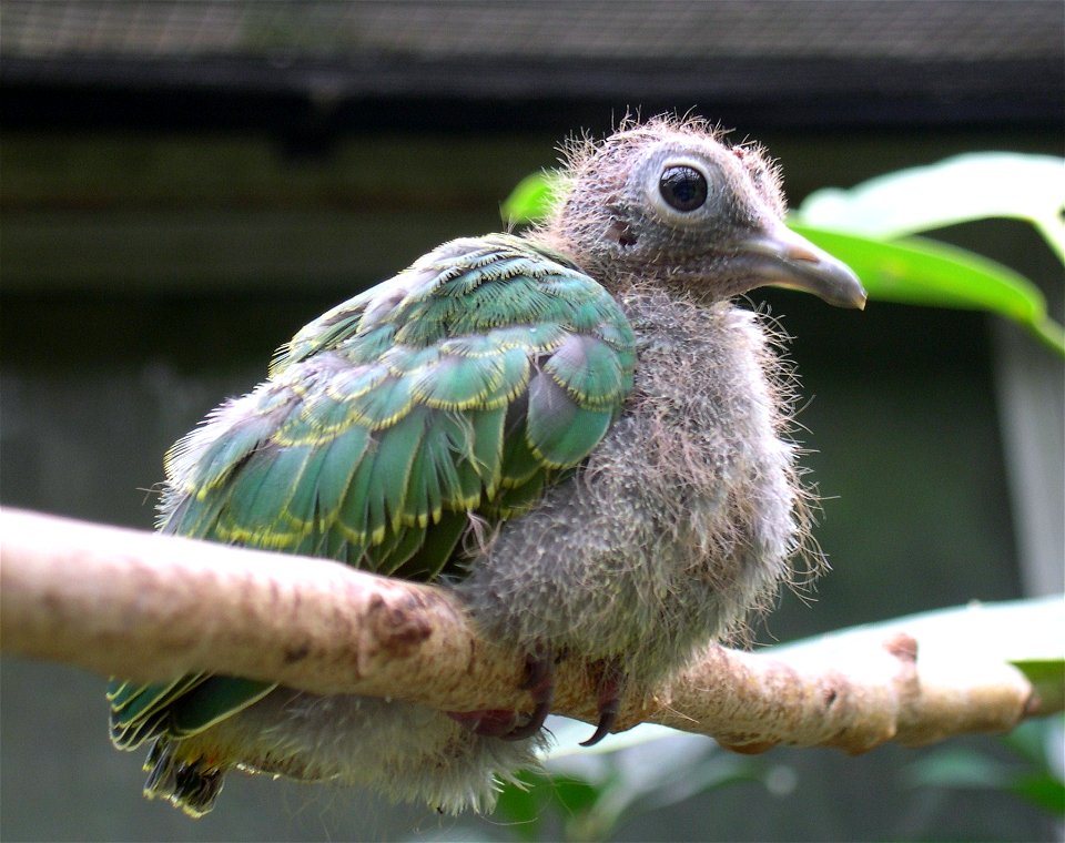 A juvenile black-naped Fruit-dove (Ptilinopus melanospilus)