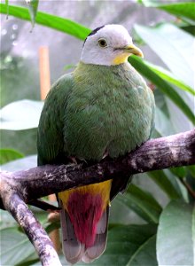 A male black-naped Fruit-dove (Ptilinopus melanospilus)
