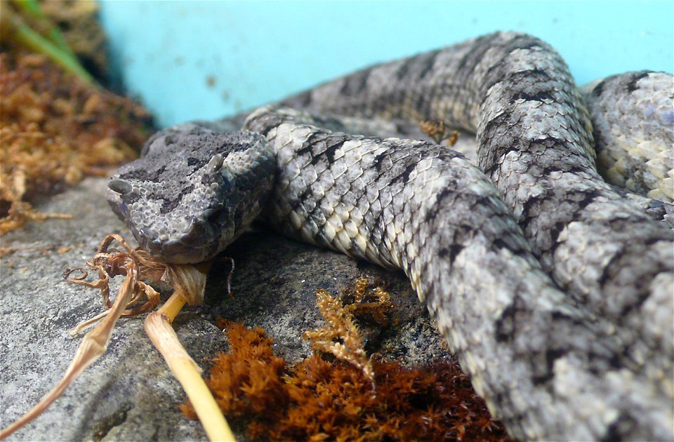 Fan-Si-Pan horned pitviper (Protobothrops cornutus, previously Trimeresurus cornutus)