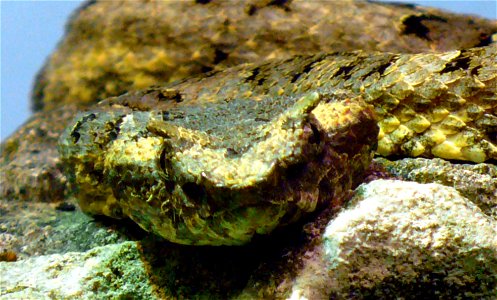 Fan-Si-Pan horned pitviper (Protobothrops cornutus, previously Trimeresurus cornutus)