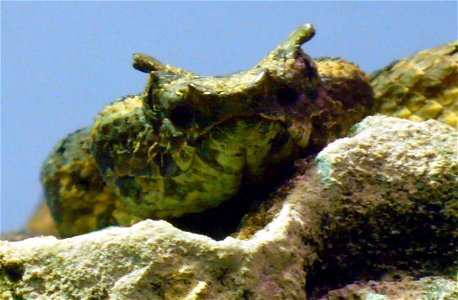 Fan-Si-Pan horned pitviper (Protobothrops cornutus, previously Trimeresurus cornutus)