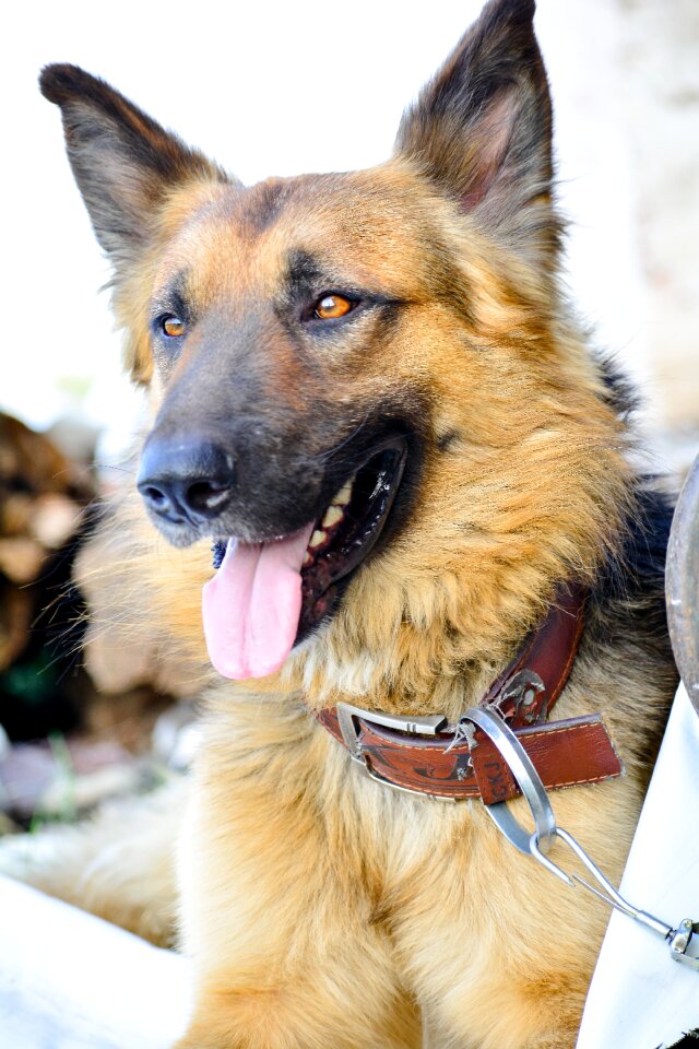 Breed canine mammal