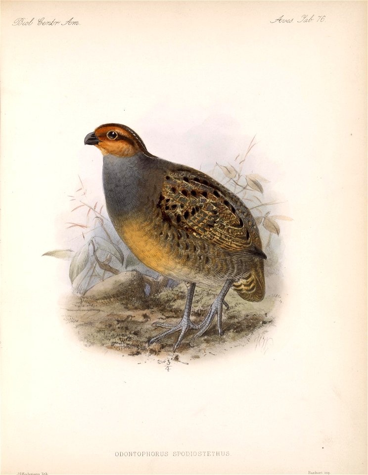 ODONTOPHORUS 
SPODIOSTETHUS 
J-CKeulemans litii 
Ha,i.-Lhart imp 

239