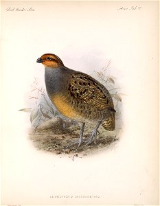 ODONTOPHORUS 
SPODIOSTETHUS 
J-CKeulemans litii 
Ha,i.-Lhart imp 

239