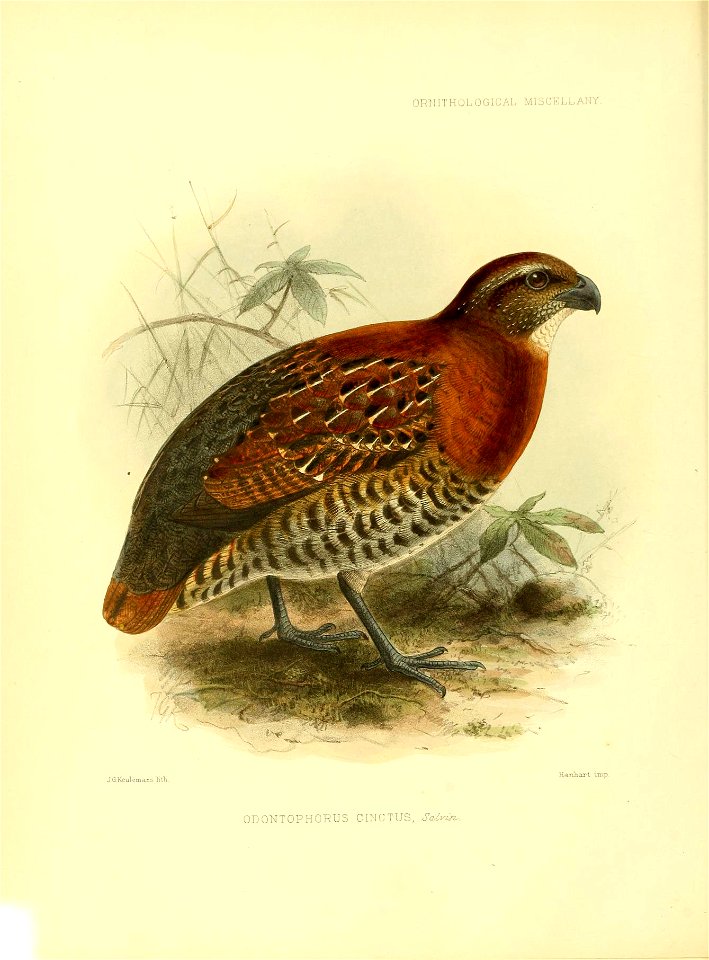 ORMITHOLOGIUAL MlSCh'.LLAirf . 
J-G.KculemaTis litK- 
Hanhart -iinp. 

ODONTOPHORUS CINCTUS, Salv^iz..