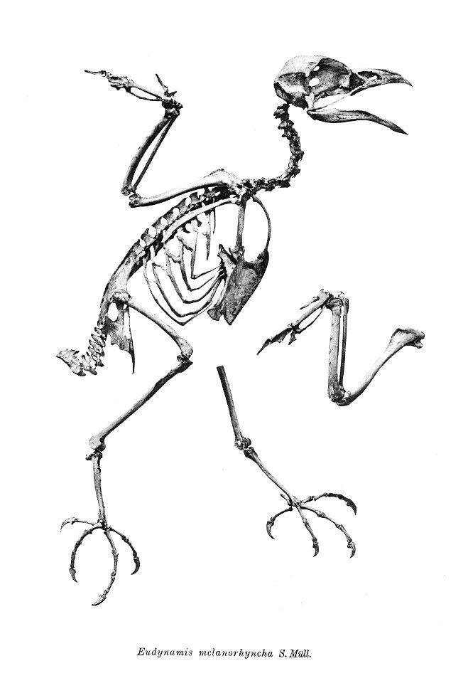 Eudynamys melanorhyncha