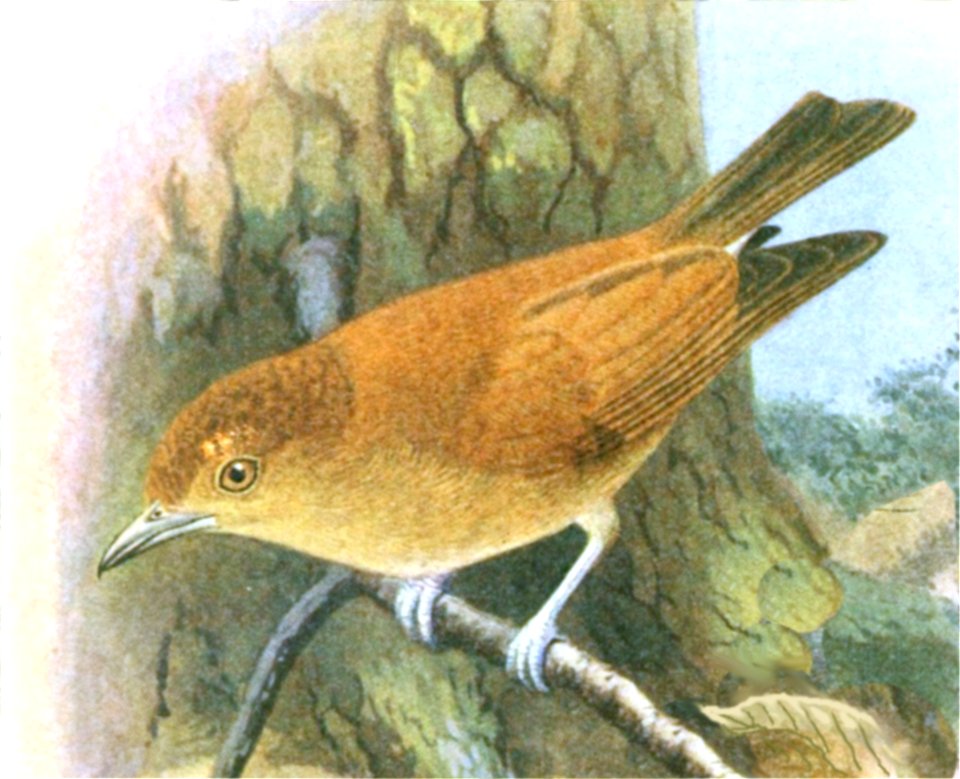 Hypocryptadius cinnamomeus