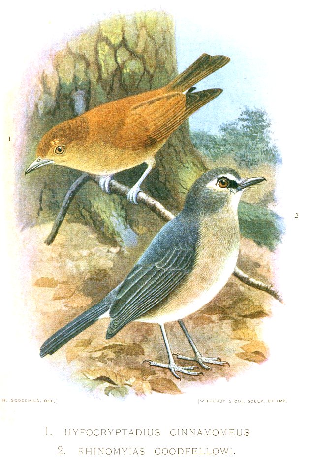 Hypocryptadius cinnamomeus & Rhinomyias goodfellowi