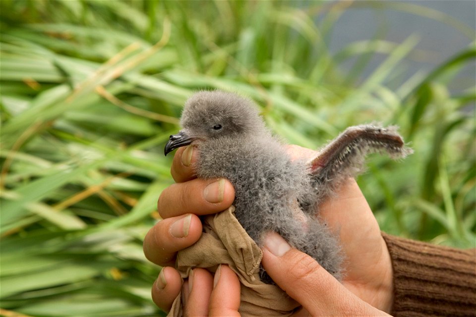 Fork-tailed Petrel chick Oceanodroma furcata  Ulak Island
