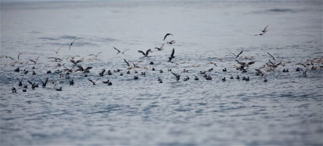 Fork-tailed Storm Petrels Oceanodroma furcata feeding

You are free to use this image with the following photo credit: Peter Pearsall/U.S. Fish and Wildlife Service