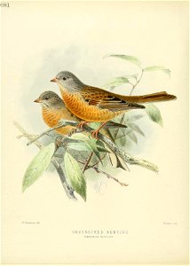 681 
J. G.Ksulemans tbn . 
Hanha 
im.p. 
GREYNECKEE BUNTING 

EMBXR1SA HUTTO"NI