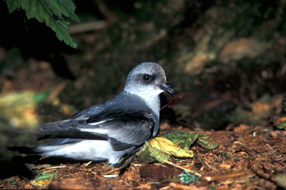 :Fork-tailed Storm Petrel (Oceanodroma furcata)