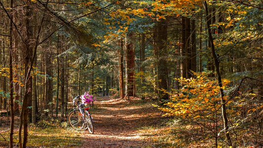 Bike autumn october photo