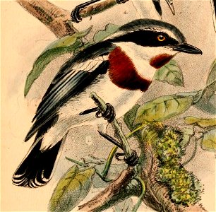 English:  « Batis molitor » = Batis molitor (Chinspot Batis)Français :  « Batis molitor » = Batis molitor (Pririt molitor)