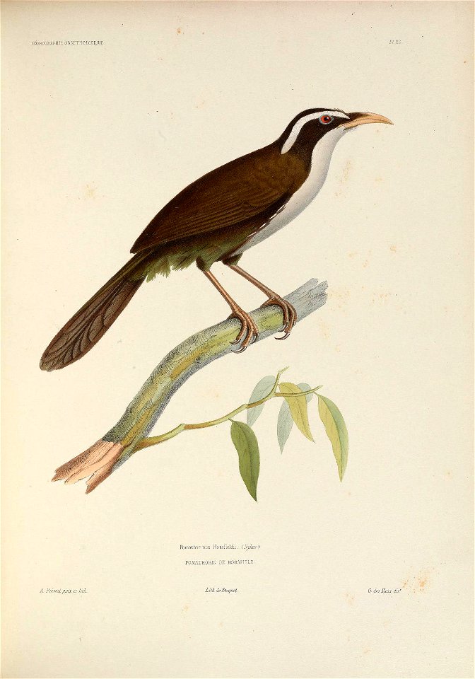 ICONOGRAPHIE ORNITHOLOGIgUE . 
P/.2^ 
Pomathorinus HoTsfïeld.i . ( Syhs 
POMATHORIN DE HORSFIELD. 
A. PrévosCjjinx. et lith. 
LitkdeBccquet. 

0- des Murs dm'
