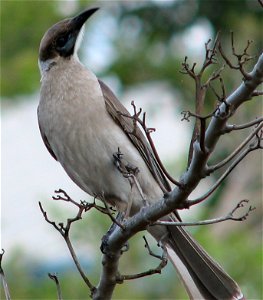 Little Friarbird, one of more than 210 bird species found at Lake Awoonga, Central Queensland photo