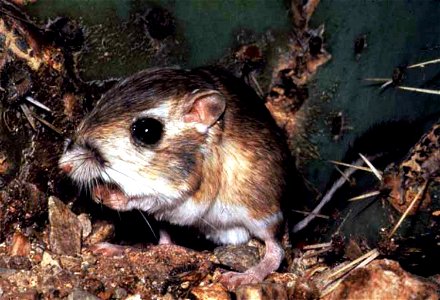 Kangaroo Rat photo