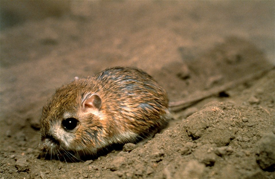 A Tipton kangaroo rat (Dipodomys nitratoides nitratoides) at the California Living Museum in Bakersfield, Calif. This mammal is one of three subspecies of the San Joaquin kangaroo rat, morphologically