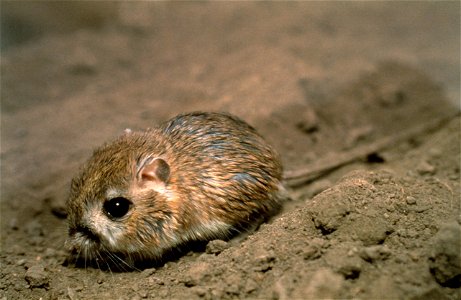 A Tipton kangaroo rat (Dipodomys nitratoides nitratoides) at the California Living Museum in Bakersfield, Calif. This mammal is one of three subspecies of the San Joaquin kangaroo rat, morphologically photo