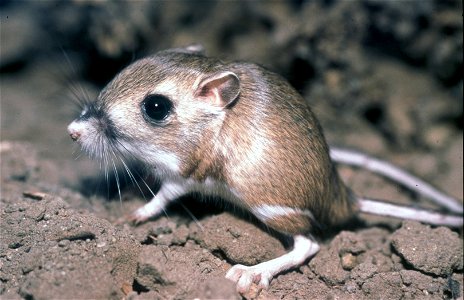 The endangered Tipton kangaroo rat has lost much of it's historic range with only about 4% remaining. Currently it is limited to scattered, isolated areas. In the southern San Joaquin Valley this inc photo