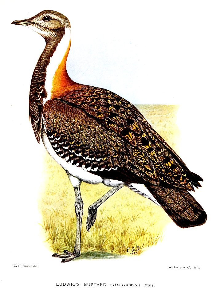 Ludwig's Bustard (Neotis ludwigii)