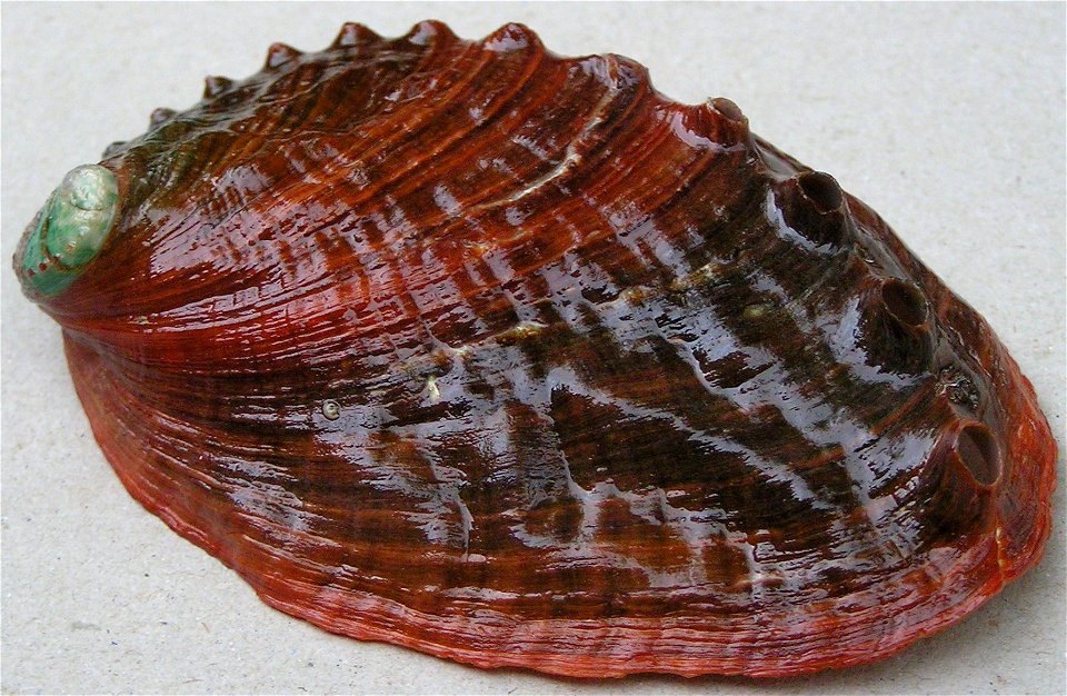 Haliotis kamtschatkana Jonas, 1845; family Haliotidae; Alaska