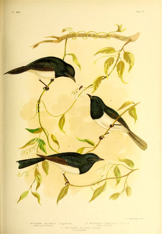 pi, mvr 
VOL V. 
G.J. Br.oinowski Fecif 
I MYIAGRA PLUMBEA ( Vig attopsP) 2 MYIAGRA CONCINNA (Gould) 
Leaden-colouped Flycatcher" Ppel-hy Flycafcliei- 
3 MYIAGRA NITIDA (Gould) 

Shining Flycafchef