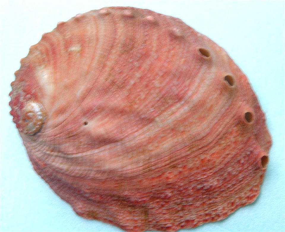 Haliotis kamtschatkana assimilis Dall, 1878; family Haliotidae; Baja California