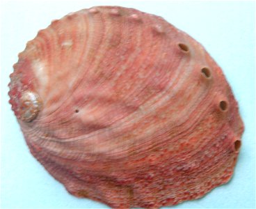 Haliotis kamtschatkana assimilis Dall, 1878; family Haliotidae; Baja California
