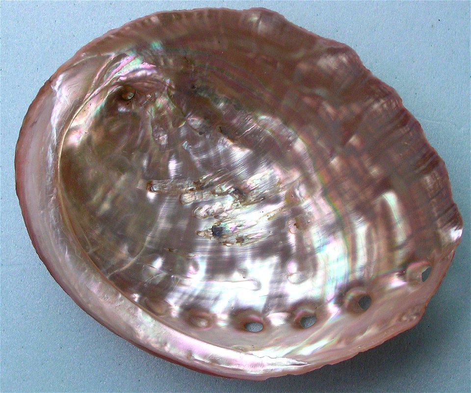 Haliotis kamtschatkana assimilis Dall, 1878; family Haliotidae; Baja California