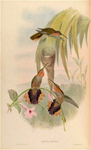 Grypus naevius = Ramphodon naevius [1]