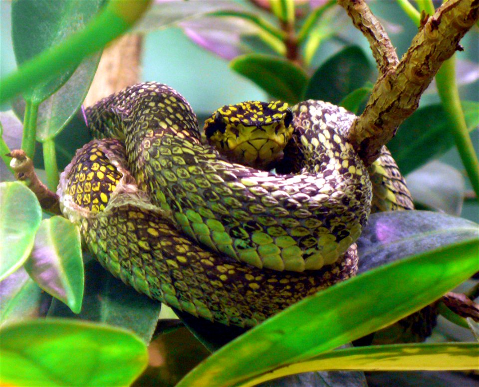 Black-speckled palm-pitviper (Bothriechis nigroviridis)