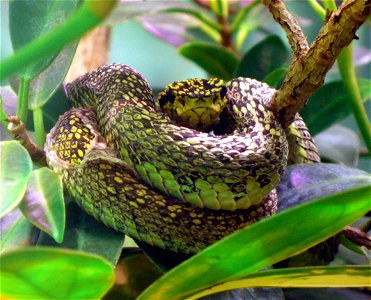 Black-speckled palm-pitviper (Bothriechis nigroviridis)