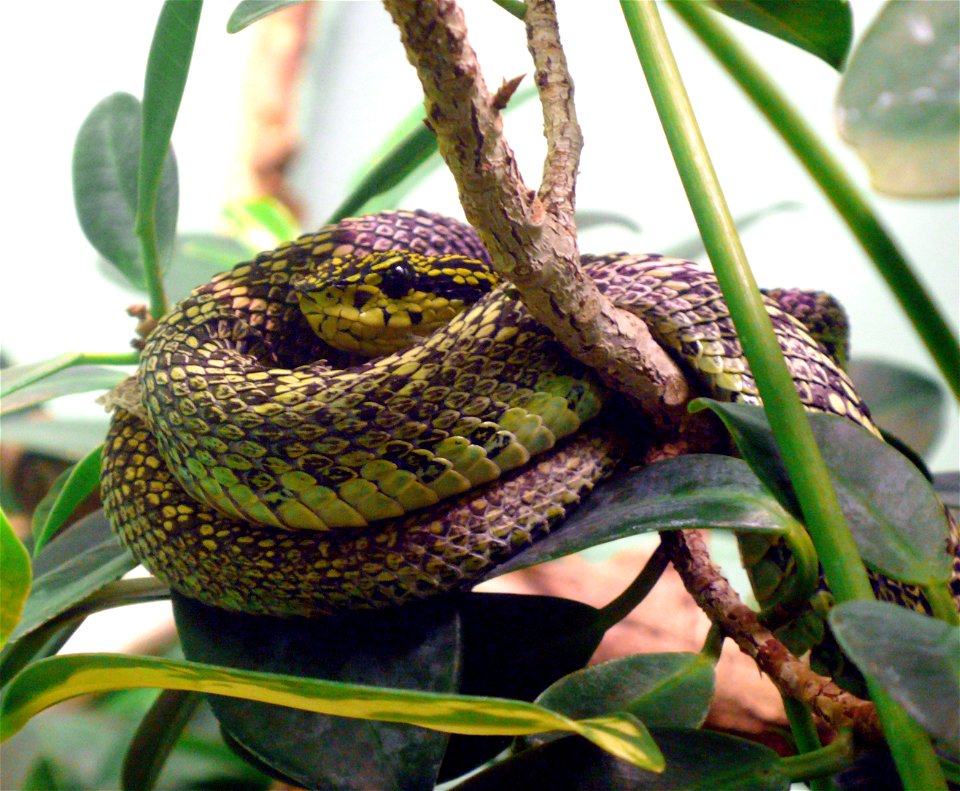 Black-speckled palm-pitviper (Bothriechis nigroviridis)