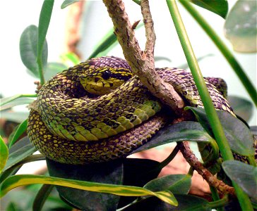 Black-speckled palm-pitviper (Bothriechis nigroviridis)